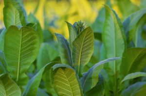 leaves